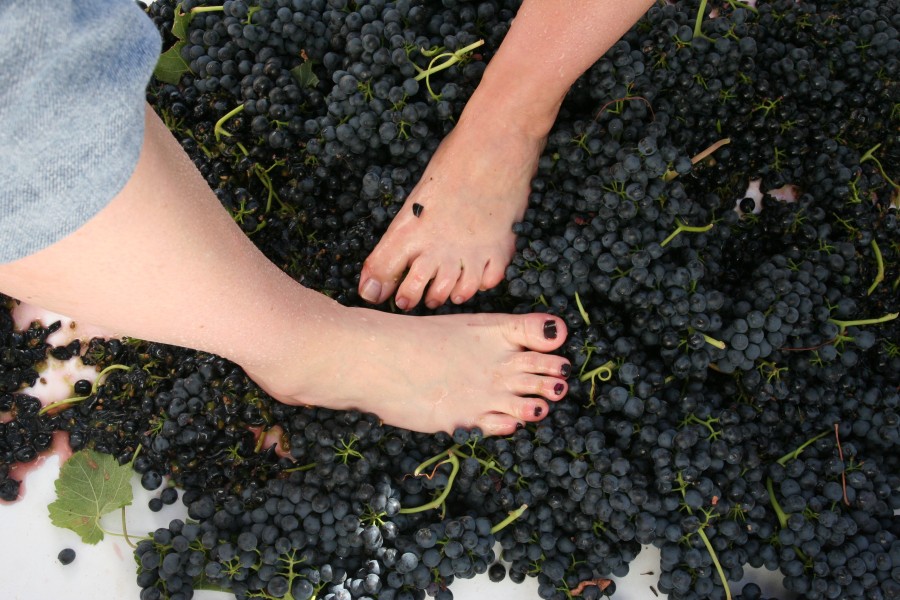 stomping grapes with feet