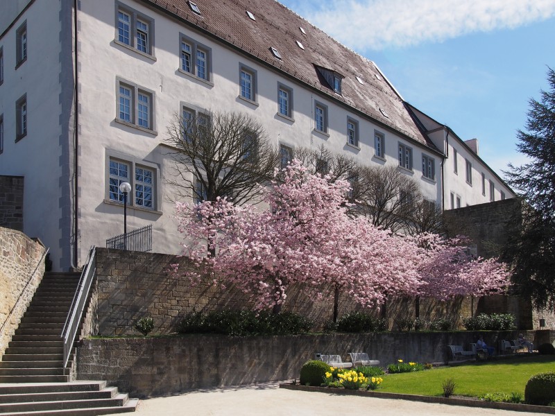Blühende Mandelbäume Leonberger Schloss