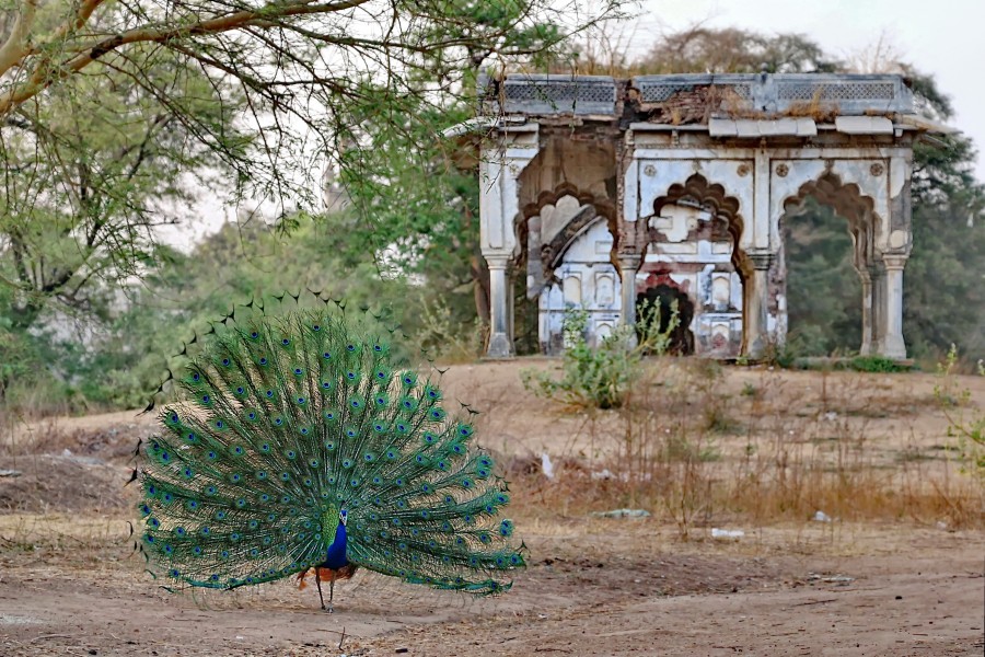 Combination of Indian National Bird and Dilapidated Heritage Monument