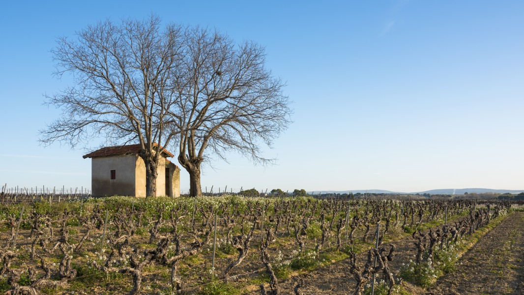 Mazet in vineyards, Mèze cf02