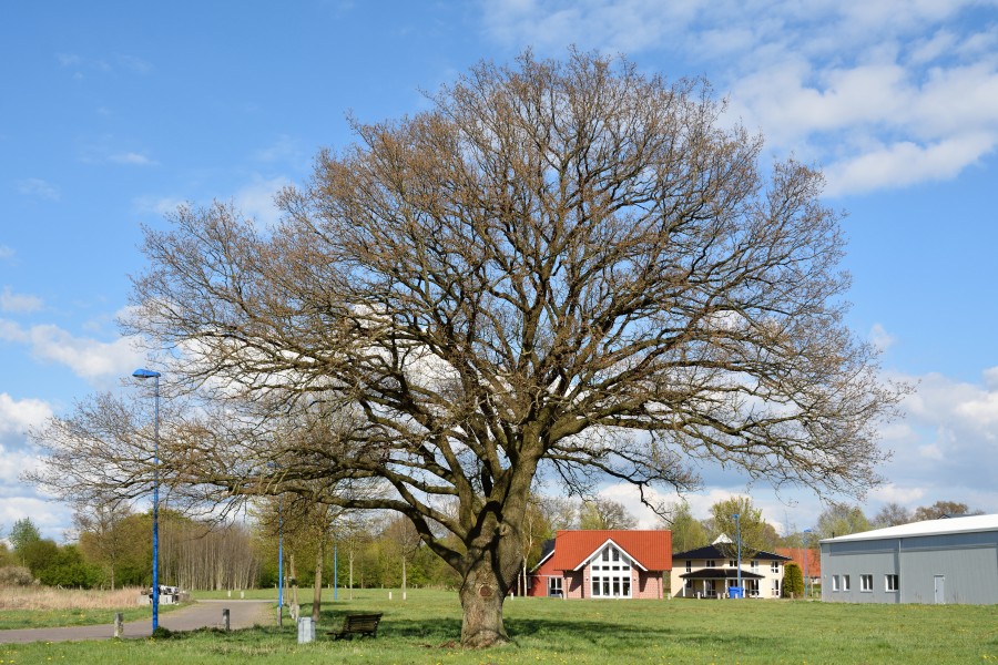 Schleswig-Holstein, Heede, Naturdenkmal 46-02 NIK 2937