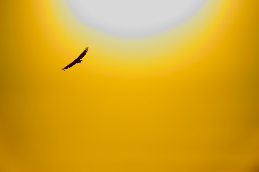 Griffon Vulture and Sun AdF