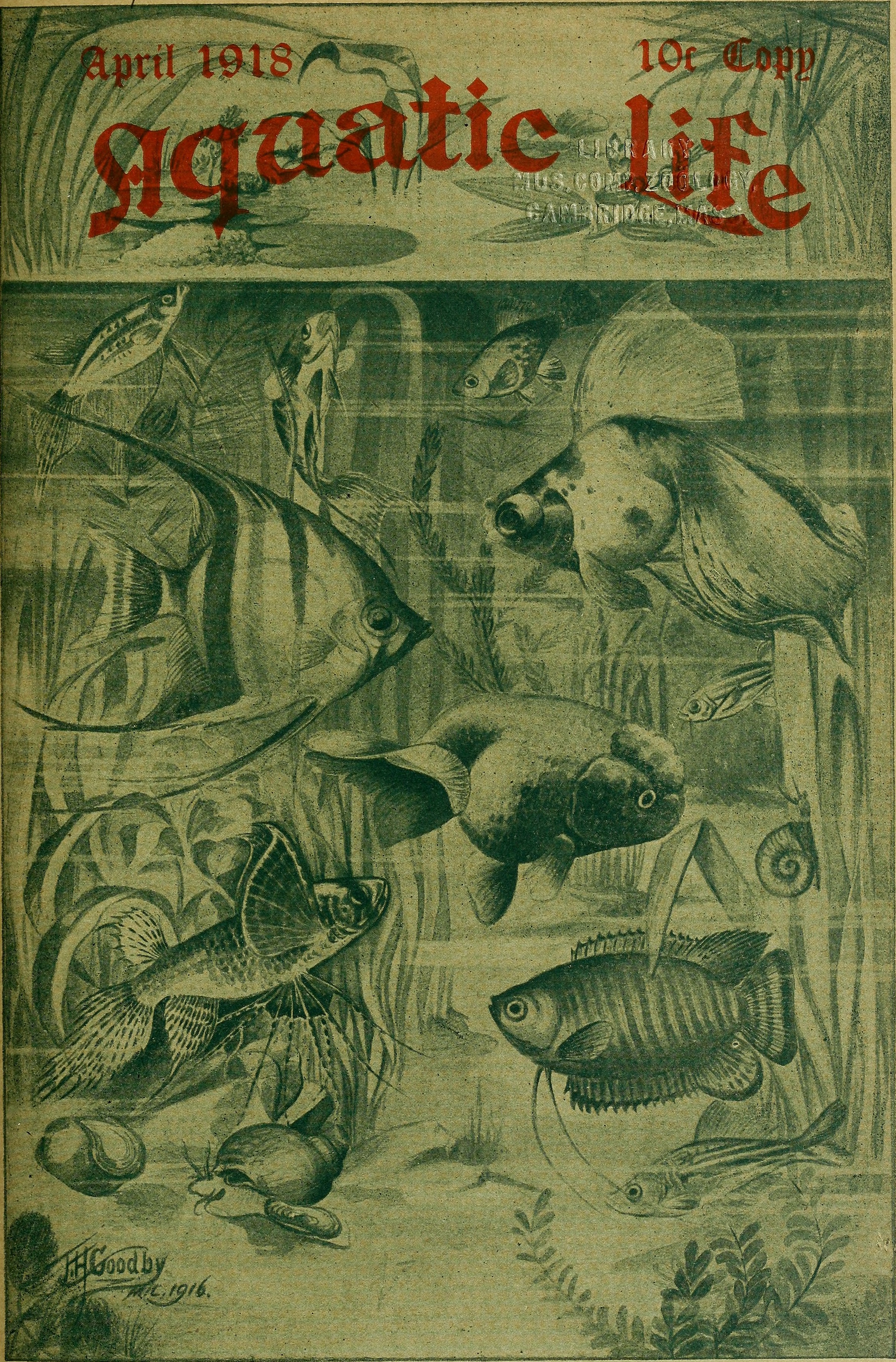 Aquatic life (1917-1918) (19560689729)