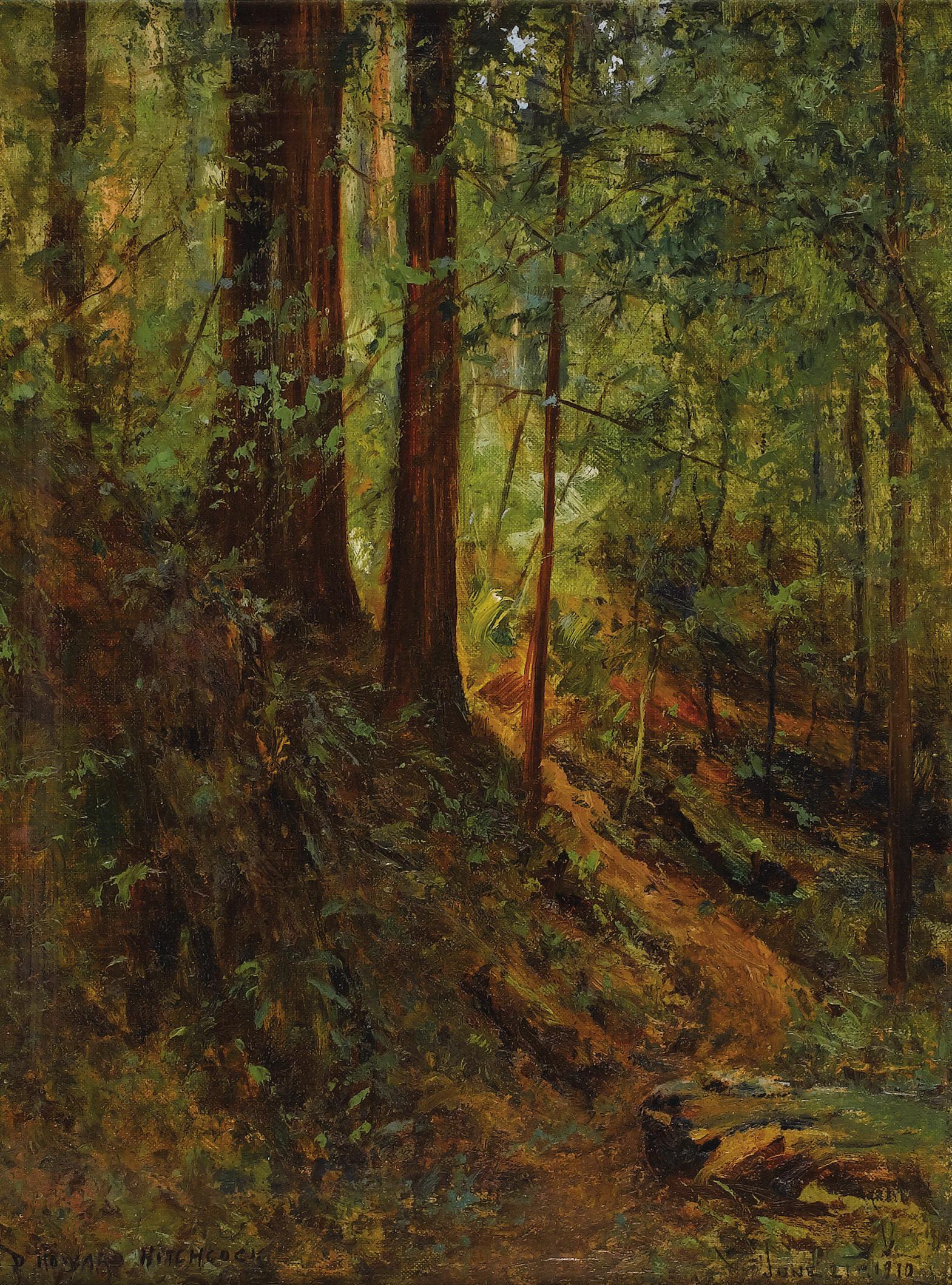David Howard Hitchcock - Forest Scene, June 21, 1910