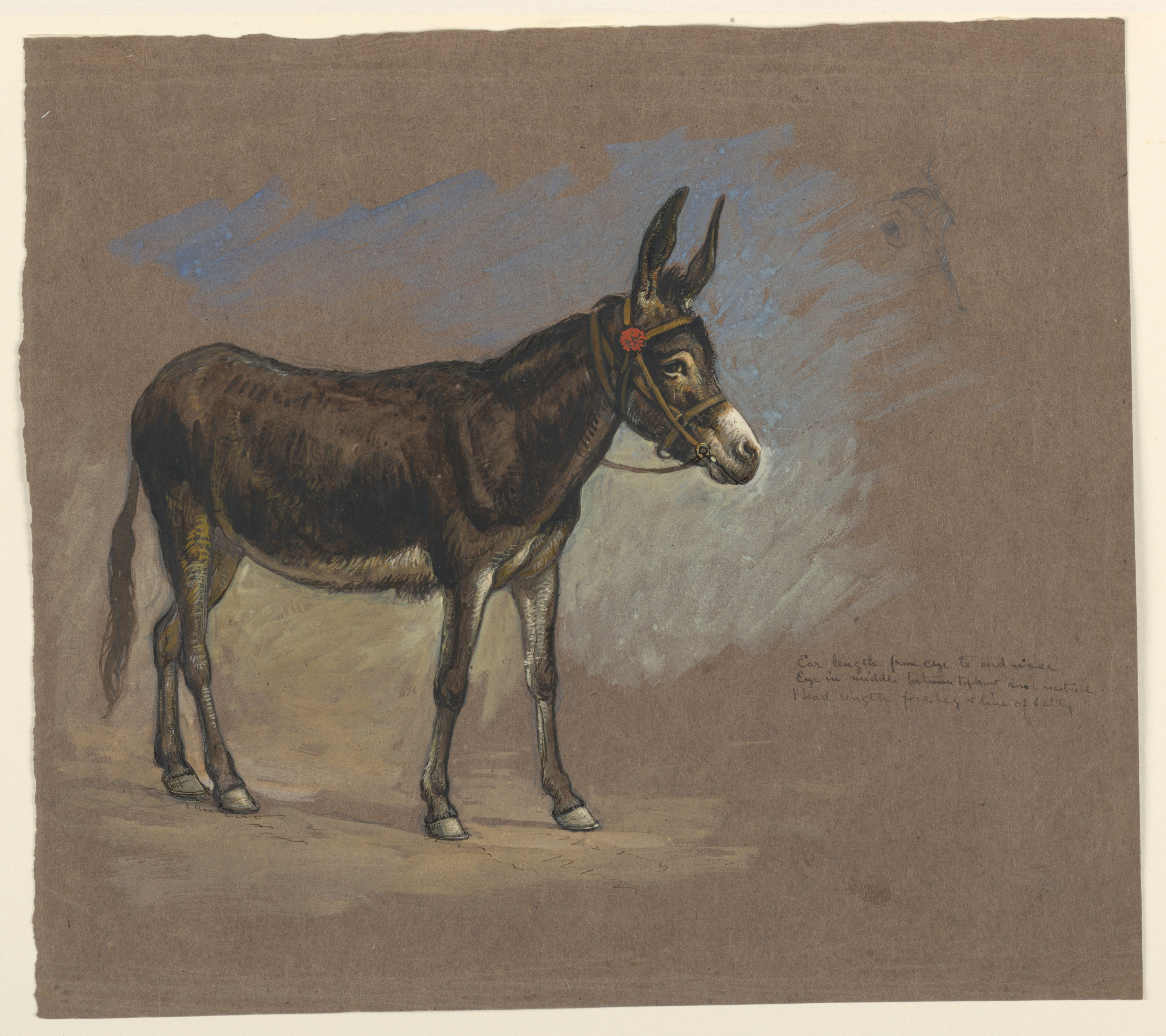 Drawing, Study. A mule, 1872–75 (CH 18369185)