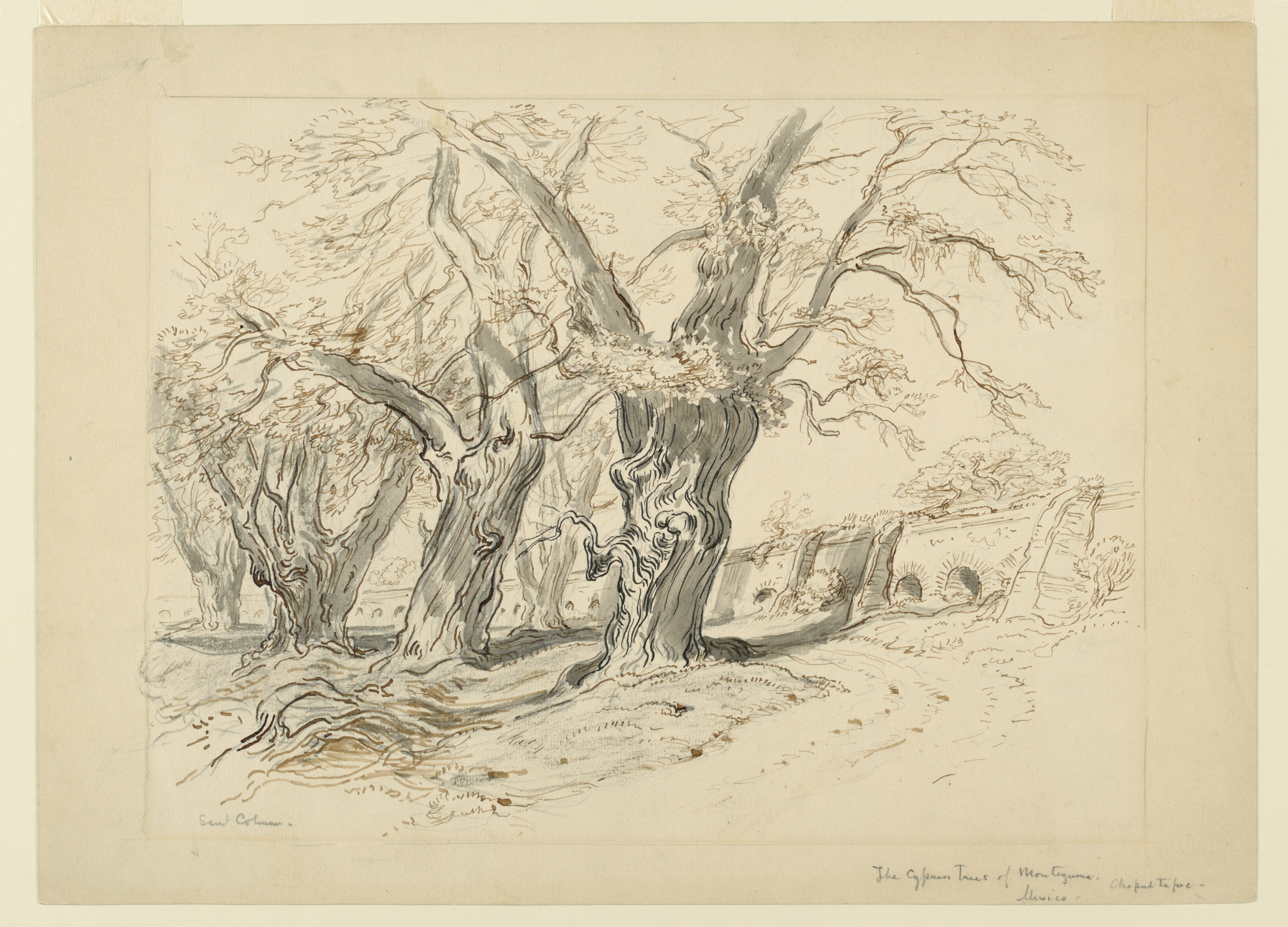 Drawing, Study for The Cypress Trees of Montezuma, Park of Chapultepec, Mexico, 1892 (CH 18369181)