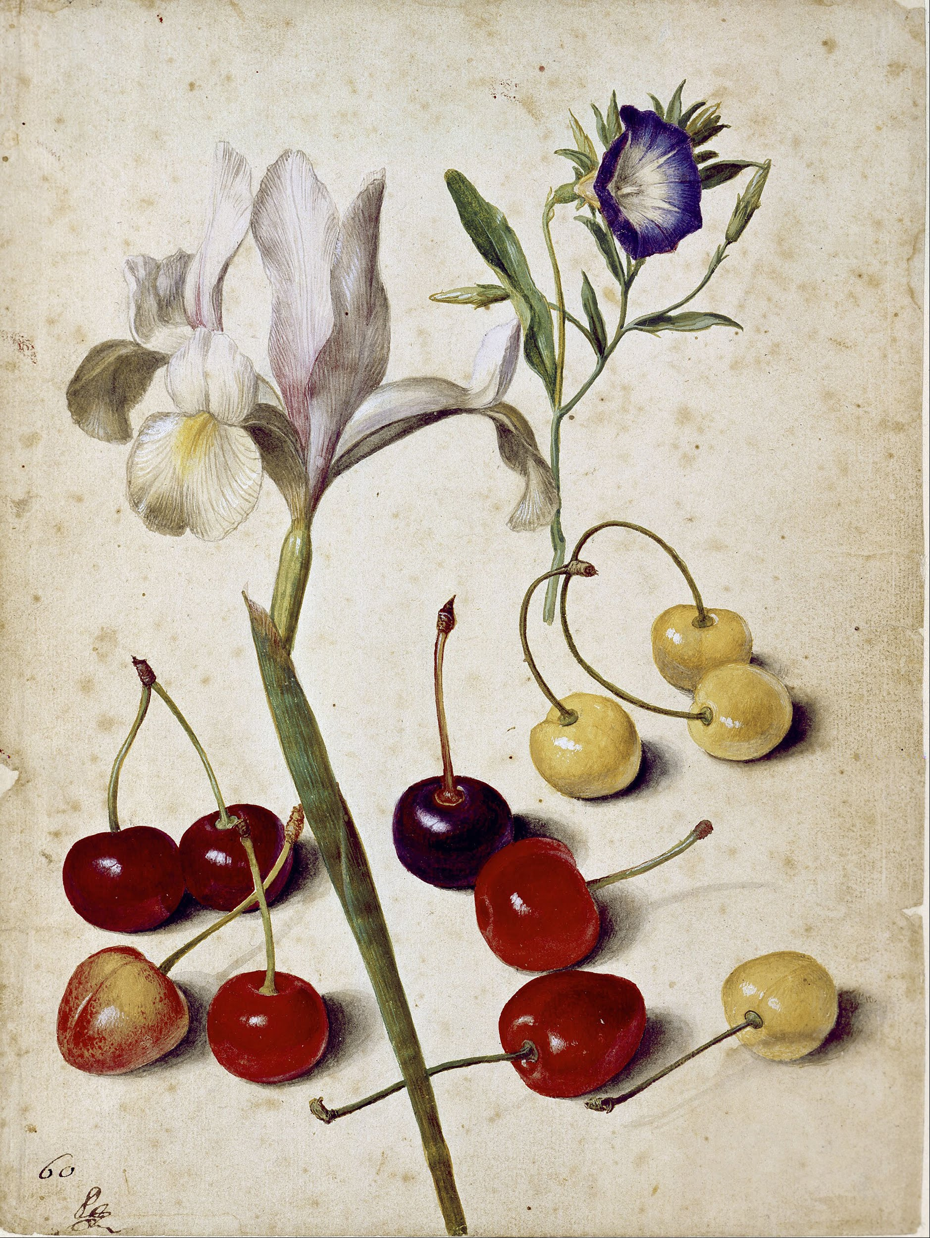 Georg Flegel - Spanish iris, morning glory, and cherries - Google Art Project