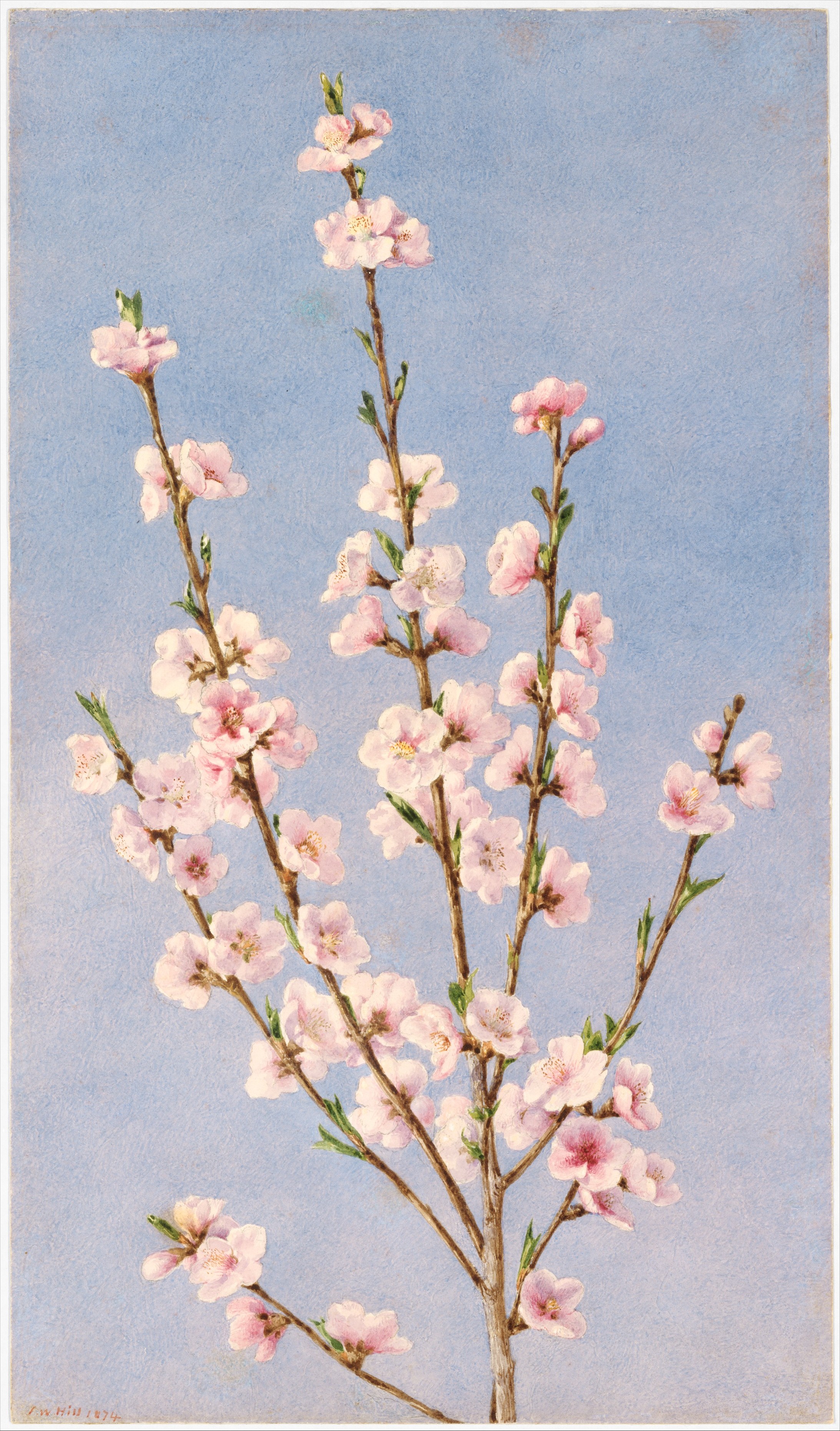 Peach Blossoms MET DT232799