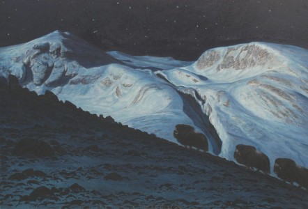 Winternight in Dovrefjell, three muskox (Ovibos moschatus)