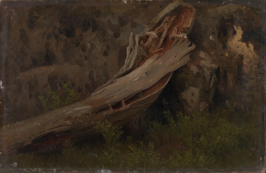 August Cappelen - Study of a decaying Trunk - Google Art Project
