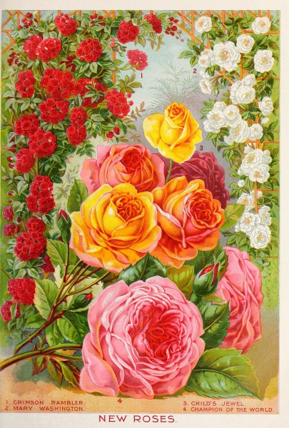 Childs rare flowers, vegetables, and fruits (1896) (20418273060)
