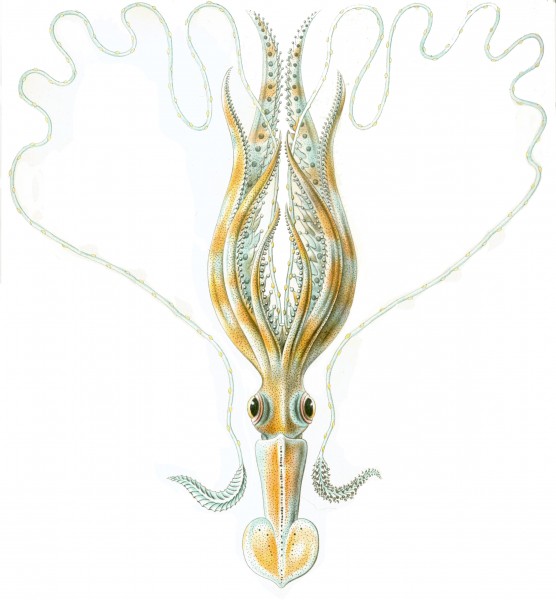 Chiroteuthis veranyi Haeckel