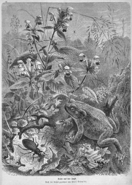 Die Gartenlaube (1873) pic 133