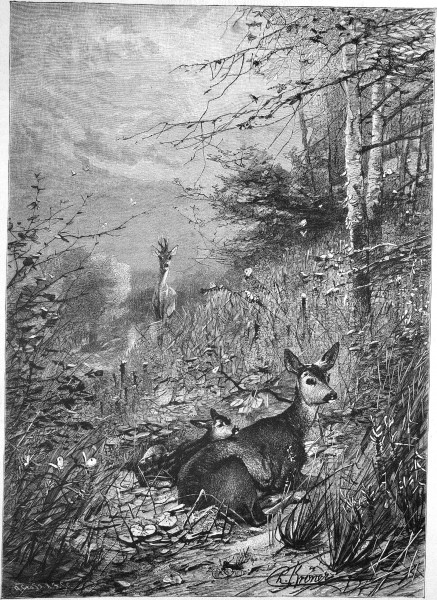 Die Gartenlaube (1885) b 405