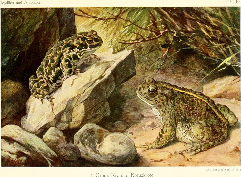 Die Reptilien und Amphibien mitteleuropas (1912) (20932769462)