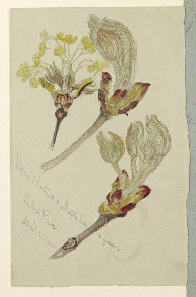 Drawing, Studies. Horse Chestnut and Maple Buds Unfolding, Central Park, N.Y.C., April 26, 1880 (CH 18368991)