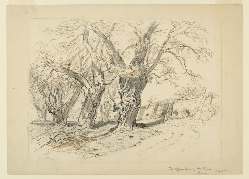 Drawing, Study for The Cypress Trees of Montezuma, Park of Chapultepec, Mexico, 1892 (CH 18369181)