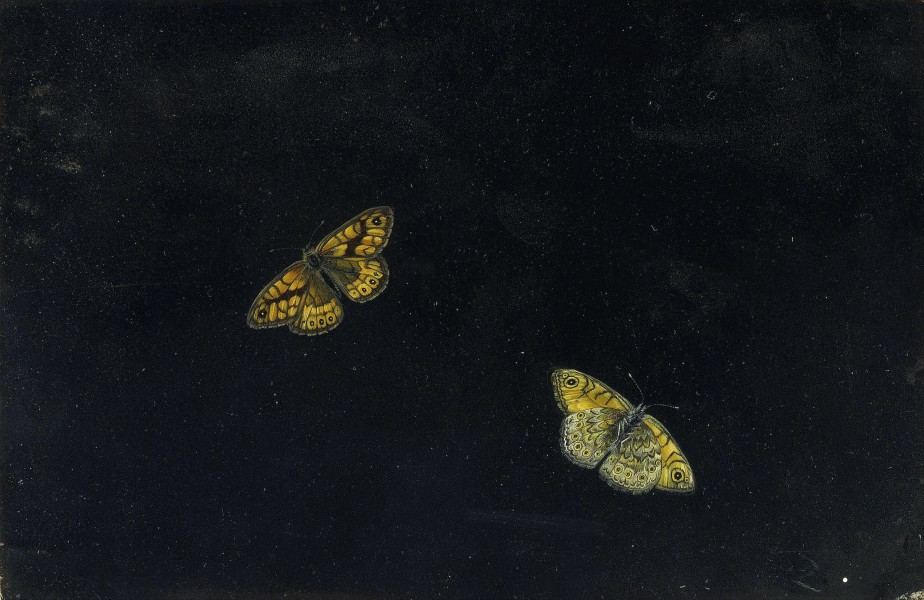 Giovanna Garzoni Zwei Schmetterlinge 1