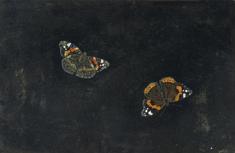 Giovanna Garzoni Zwei Schmetterlinge 2