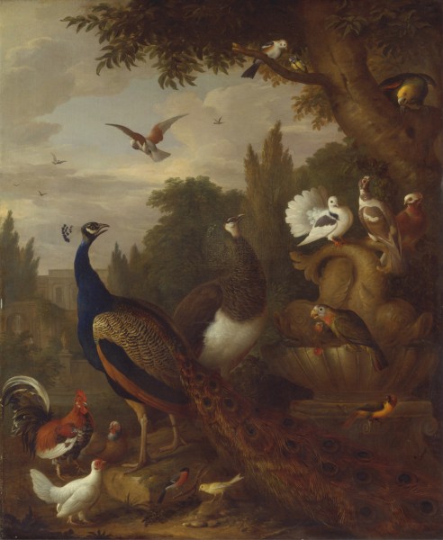Jacob Bogdani - Peacock, peahen, parrots, canary, and other birds in a park - Google Art Project