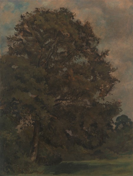 Lionel Constable - Study of an Ash Tree - Google Art Project
