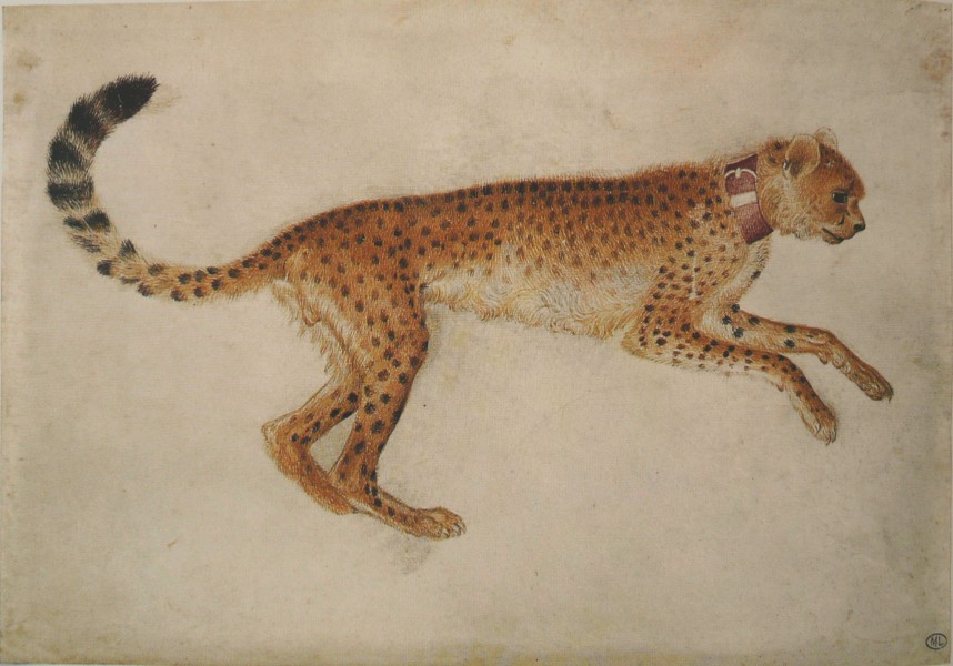 Pisanello - Codex Vallardi 2426