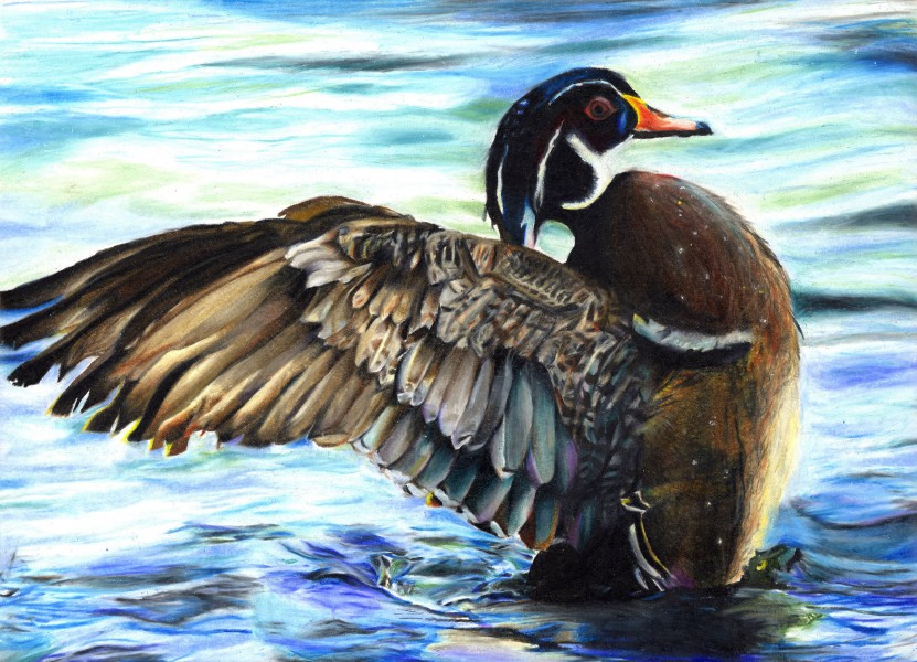 The finalist from Arkansas for the 2011 Junior Duck Stamp Art Contest. (5597873437)