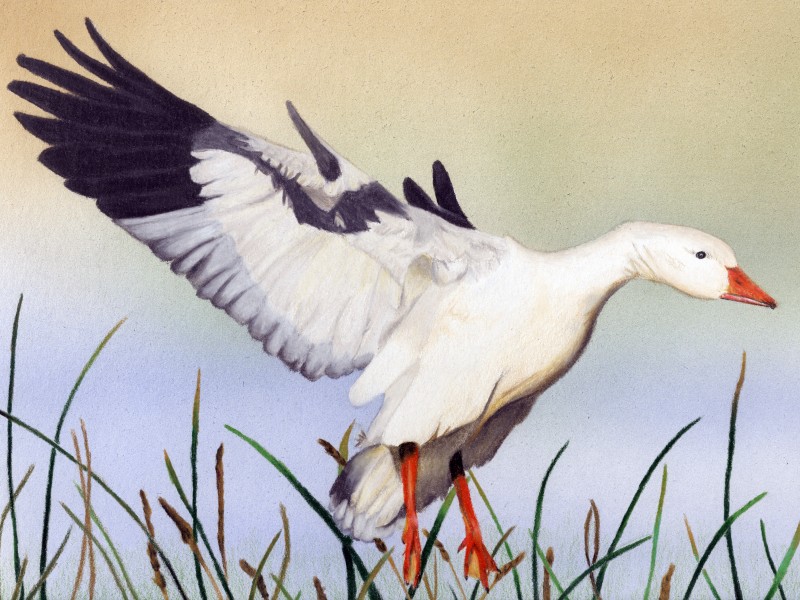 The finalist from California for the 2011 Junior Duck Stamp Art Contest. (5598456380)