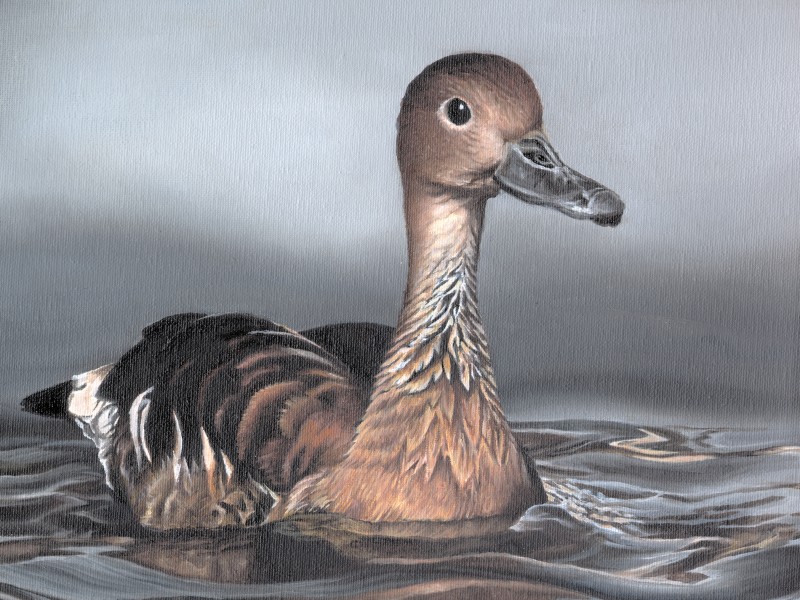 The finalist from Delaware for the 2011 Junior Duck Stamp Art Contest. (5598453732)