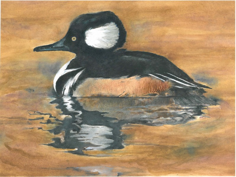 The finalist from Idaho for the 2011 Junior Duck Stamp Art Contest. (5598454188)