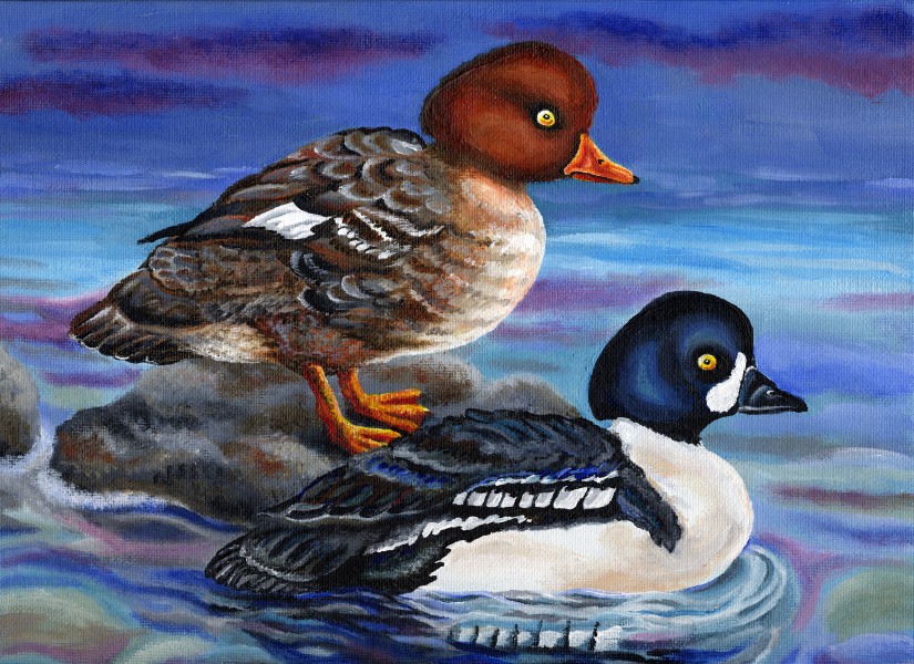 The finalist from Maine for the 2011 Junior Duck Stamp Art Contest. (5597871351)