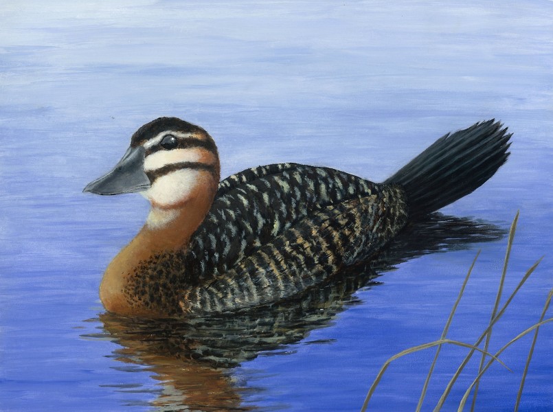 The finalist from New Jersey for the 2011 Junior Duck Stamp Art Contest. (5598518974)