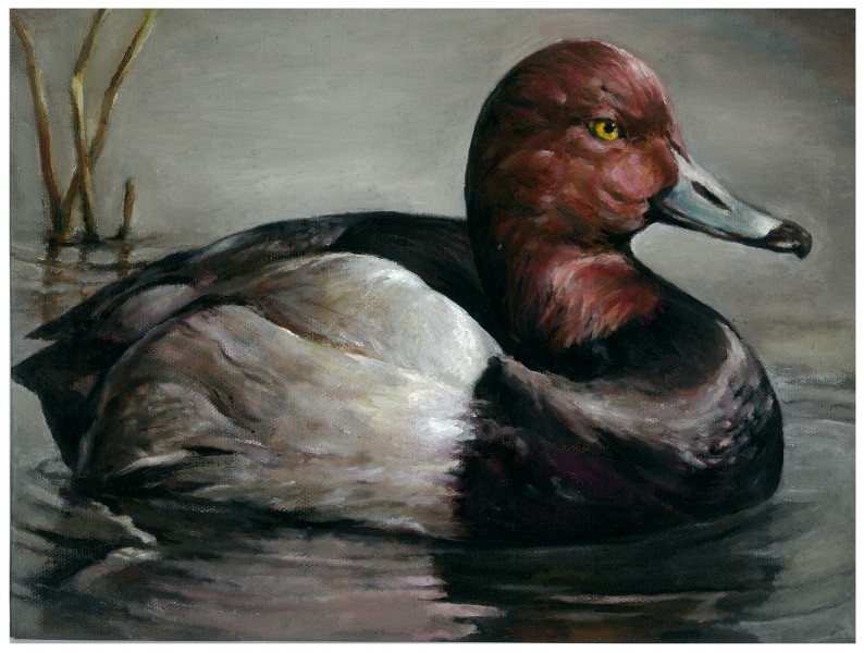 The finalist from Texas for the 2011 Junior Duck Stamp Art Contest. (5598460554)