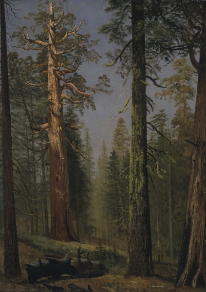 The Grizzly Giant Sequoia, Mariposa Grove, California LACMA 53.30 (2 of 2)