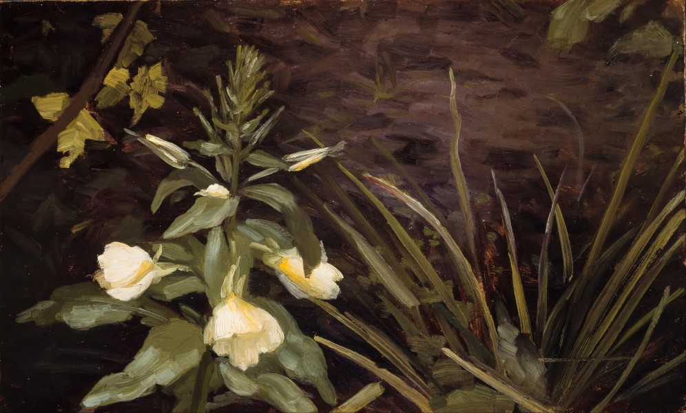 Valdemar Schønheyder Møller - Flowering evening primrose - Google Art Project