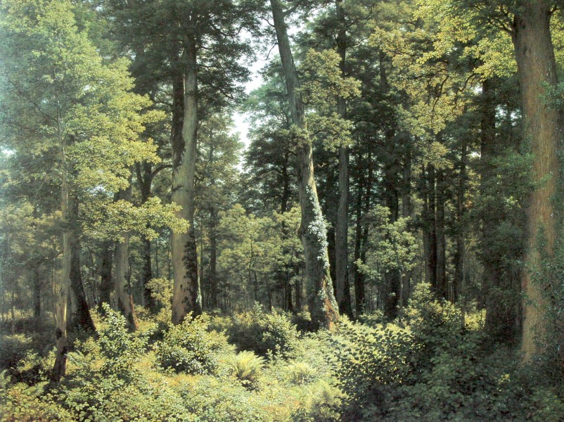 Zünd Eichenwald 1882