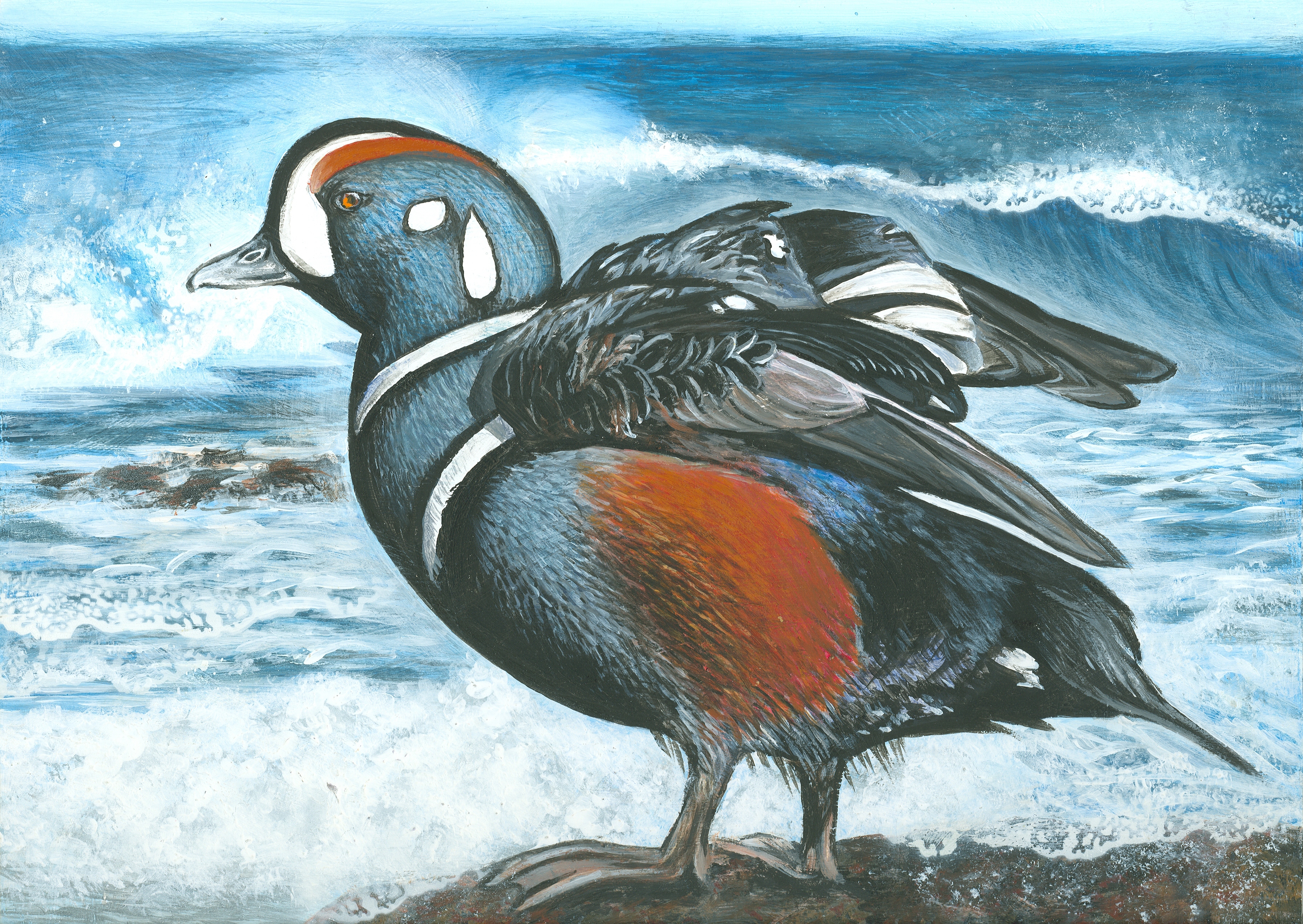 The finalist from Arizona for the 2011 Junior Duck Stamp Art Contest. (5597870117)