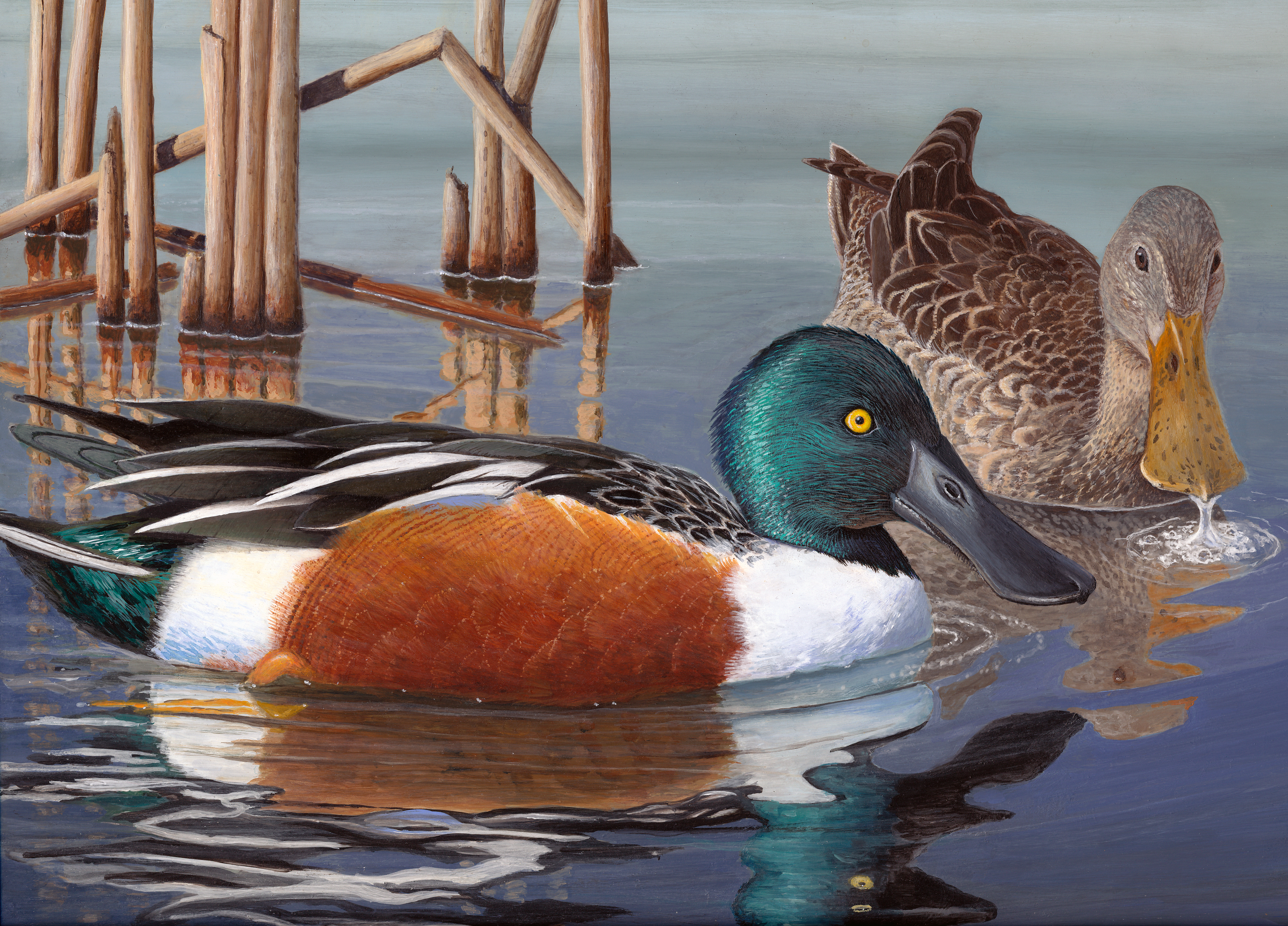 The finalist from Georgia for the 2011 Junior Duck Stamp Art Contest. (5597882763)