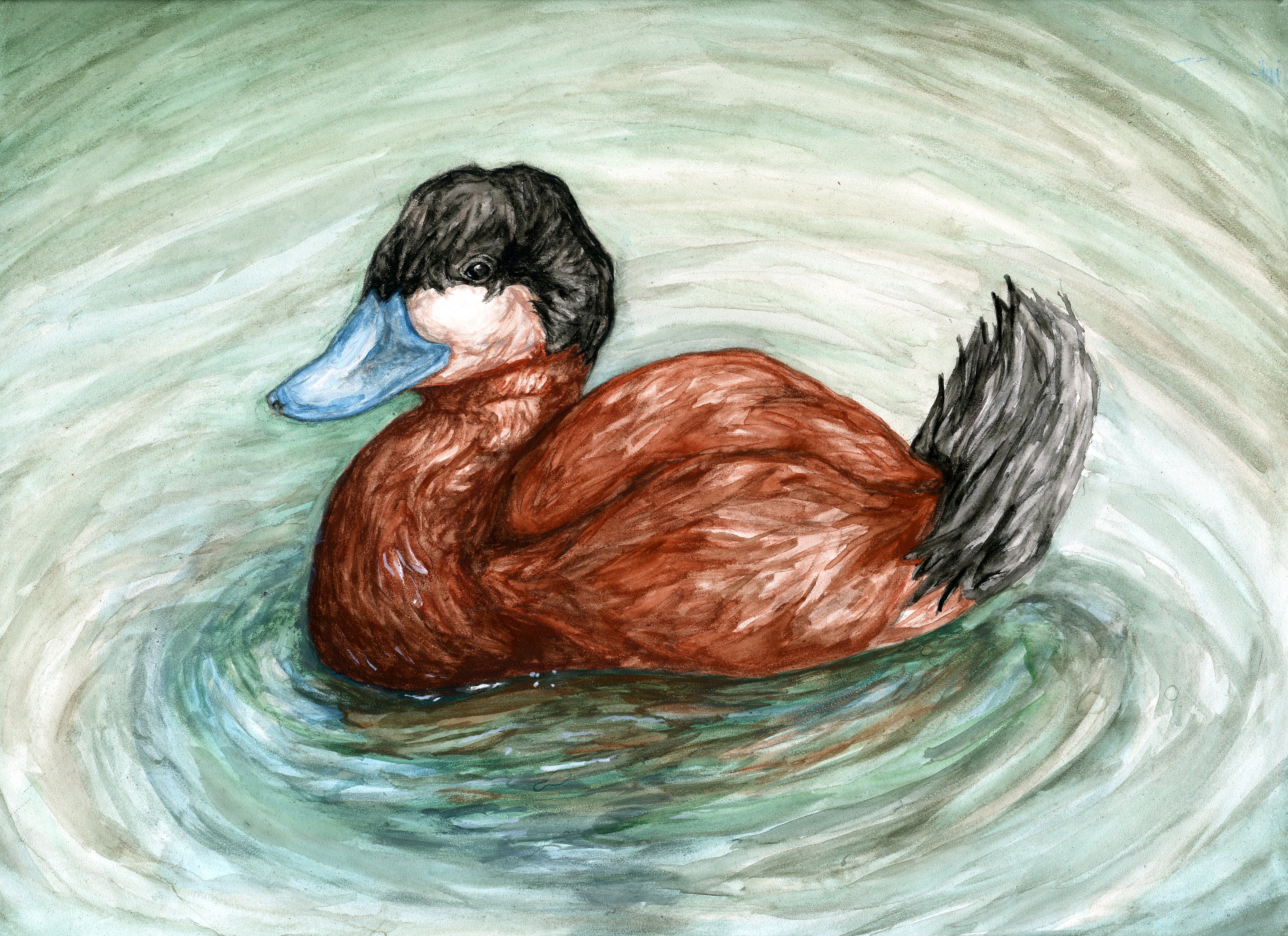 The finalist from Nevada for the 2011 Junior Duck Stamp Art Contest. (5598466452)