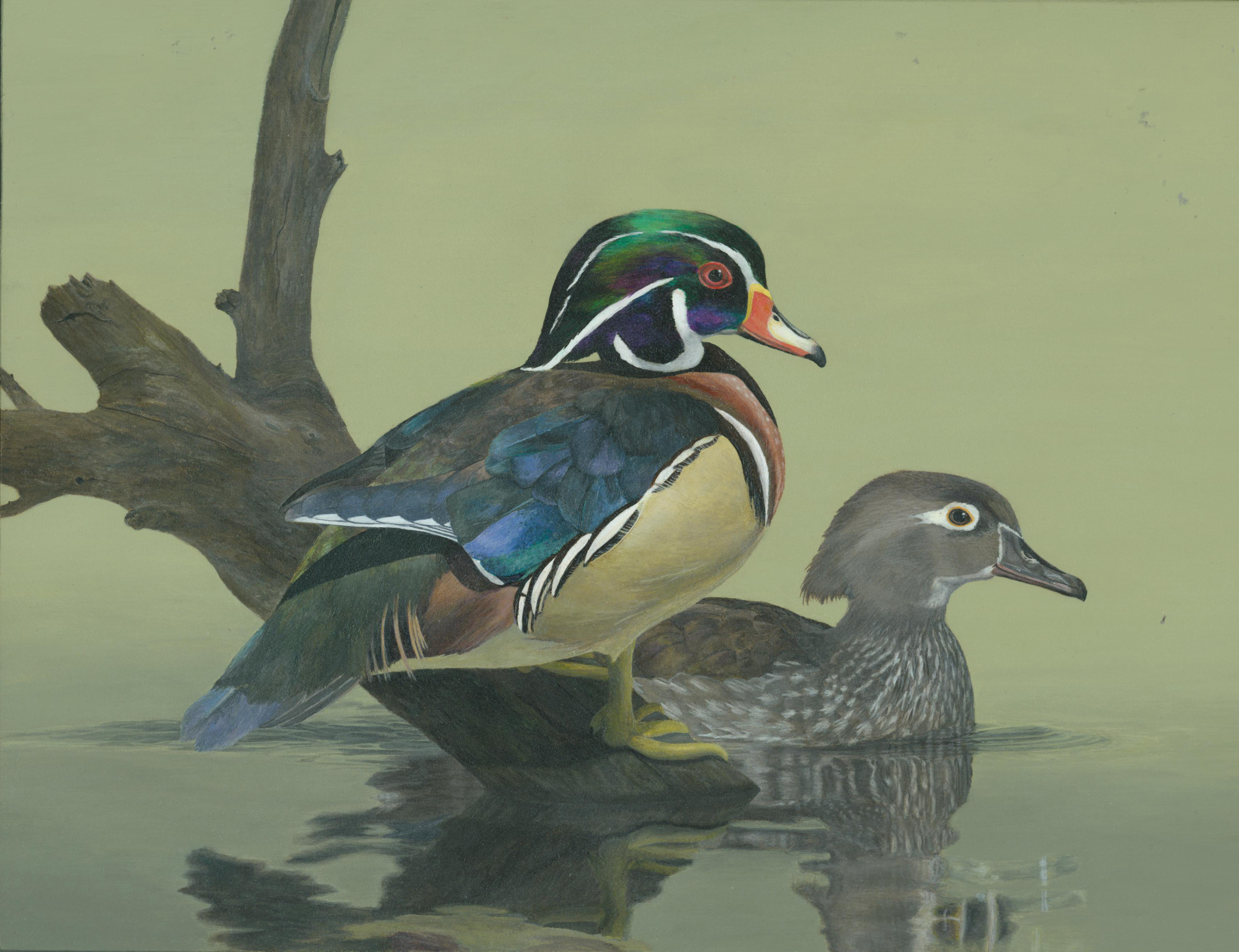 The finalist from Ohio for the 2011 Junior Duck Stamp Art Contest. (5598464622)