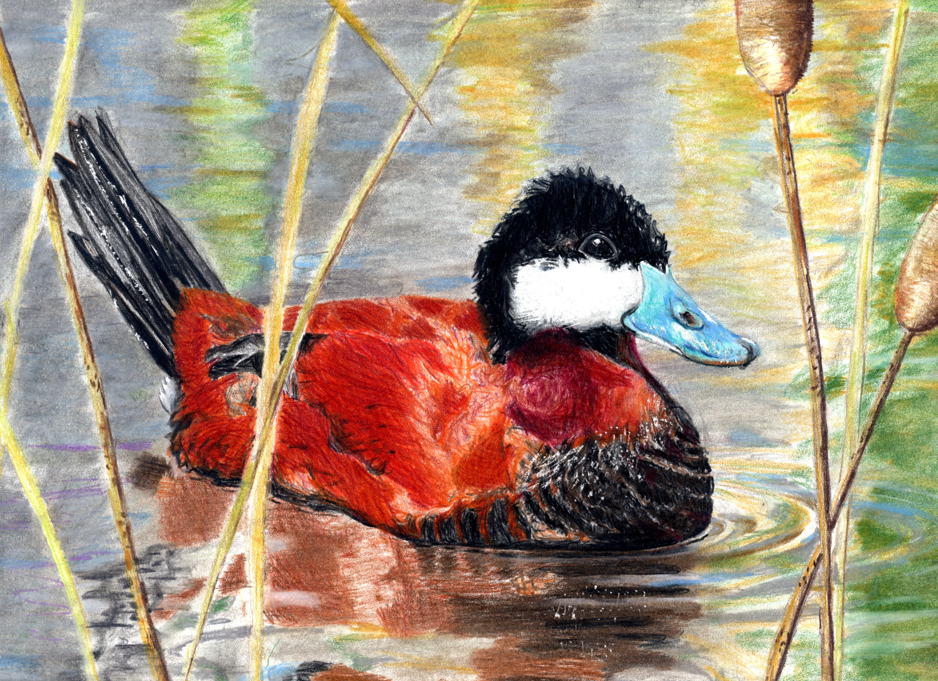 The finalist from Utah for the 2011 Junior Duck Stamp Art Contest. (5609441997)
