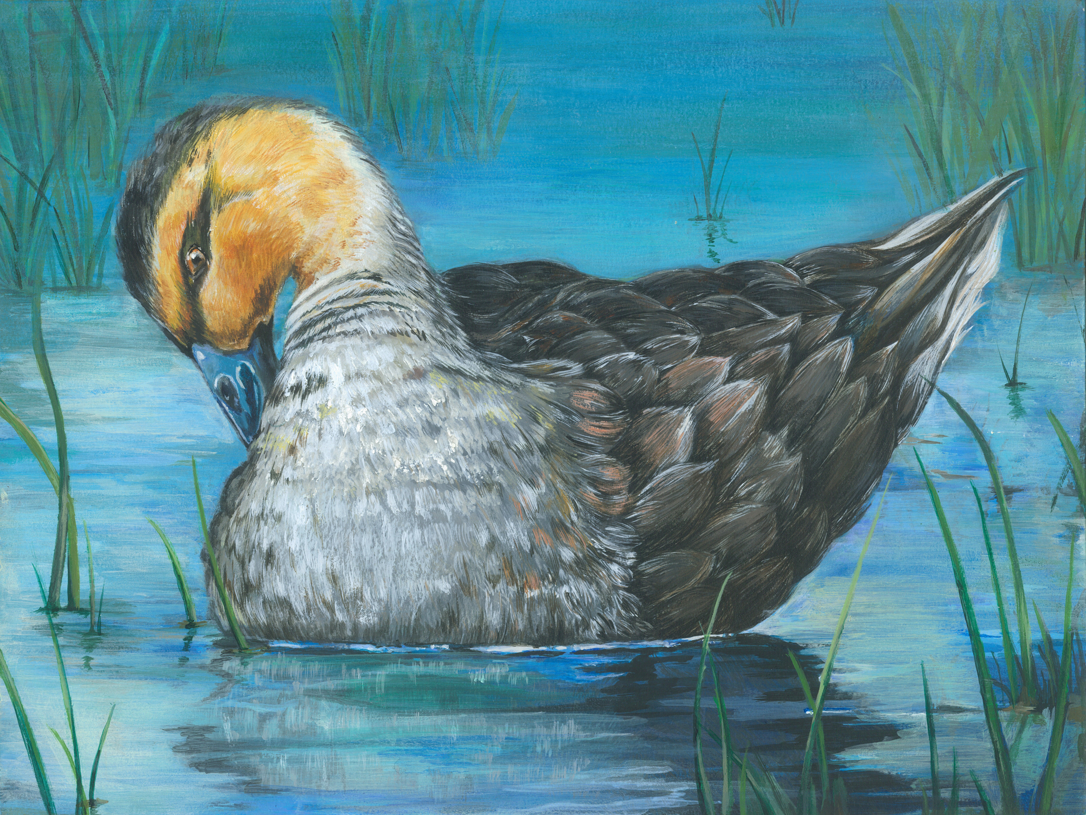 The finalist from Vermont for the 2011 Junior Duck Stamp Art Contest. (5597880467)