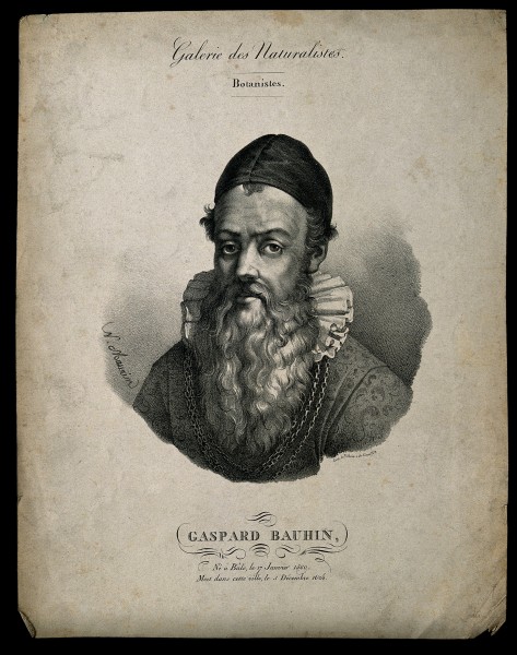 Caspar Bauhin. Lithograph by N. E. Maurin. Wellcome V0000403
