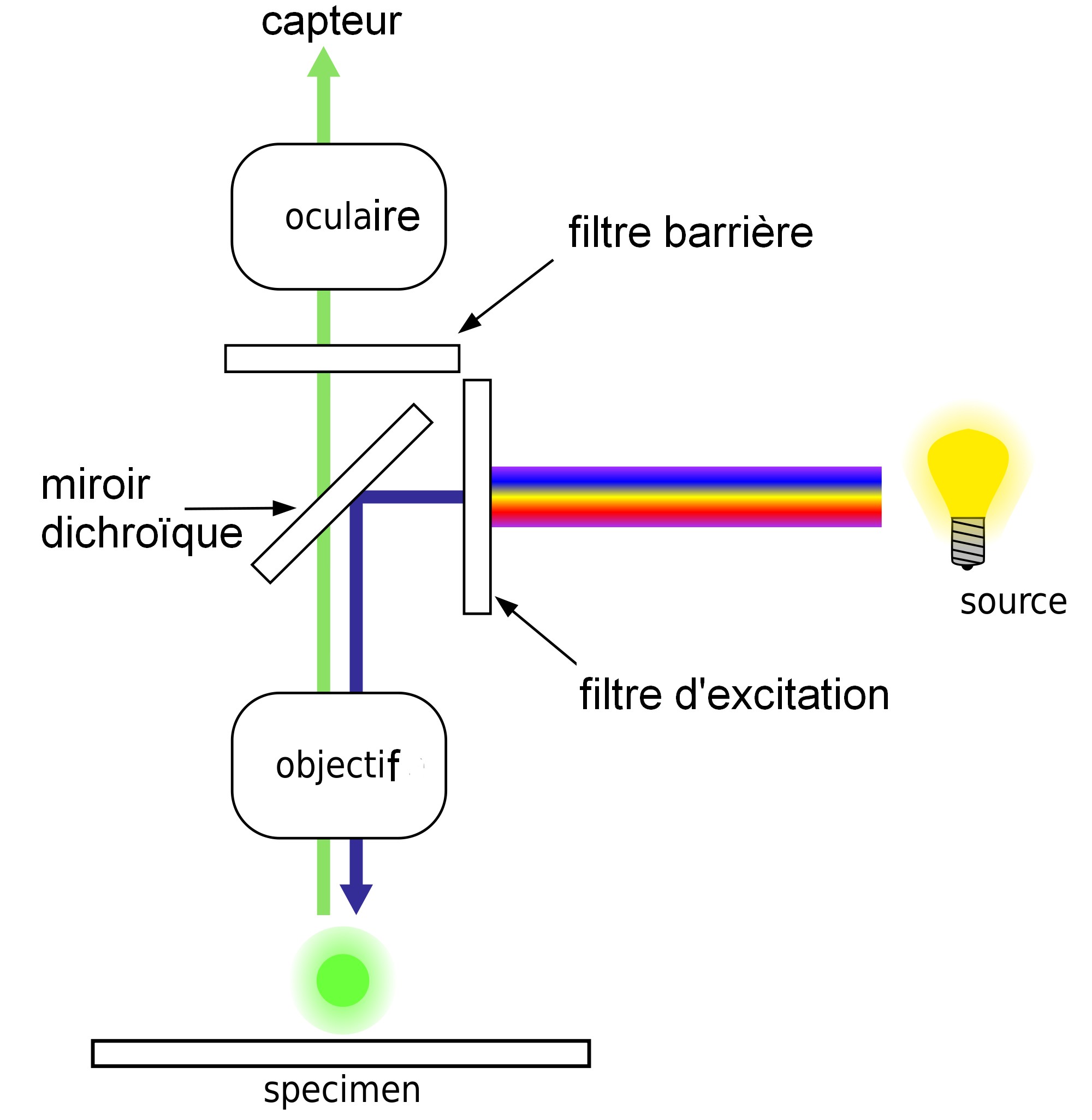 FluorescenceFiltrestraductionFR