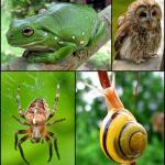 Free Photos of Animals