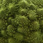 Free Pictures of Fractals in Nature