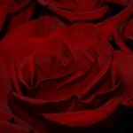 Free Photos of Flowers