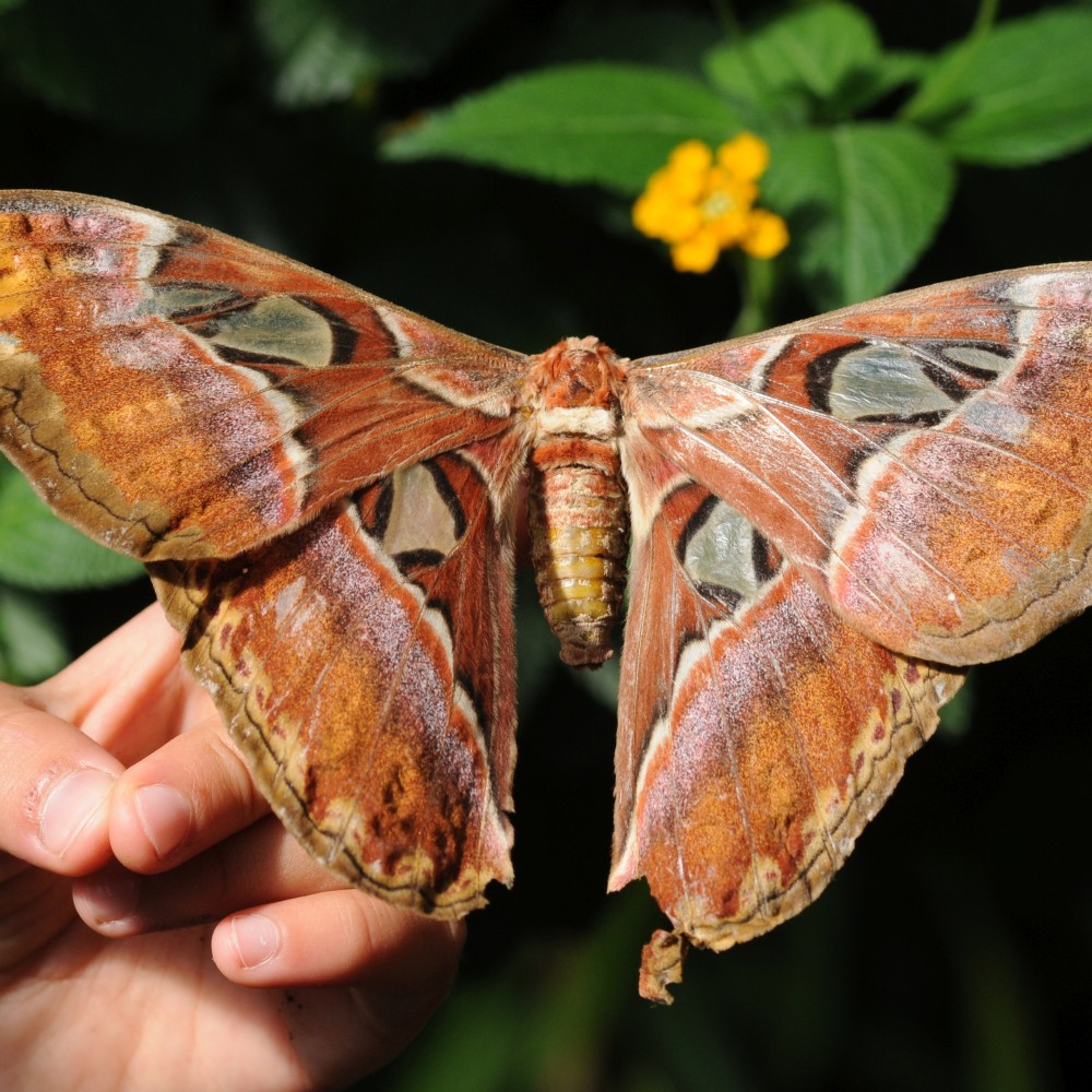 Free Photos of Butterflies