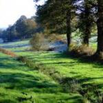 Free Photos of Meadows