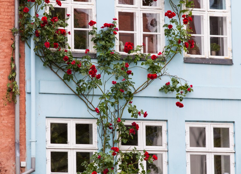 beautiful red flowers in Copenhagen, Denmark, June 2014, picture 79